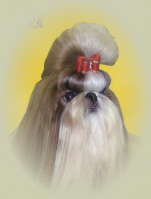 ChampionSiredShihTzu